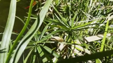 Yeşil Su Havuzundaki Renkli Balıklar