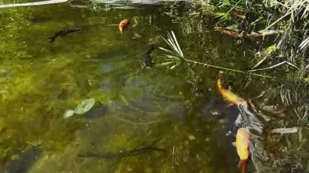 Kleurrijke Vissen Een Groene Waterpoel — Stockvideo