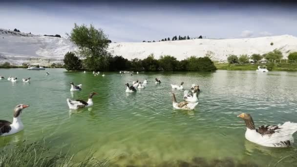 Grijze Gans Het Meer Thermale Bron Pamukkale Turkije — Stockvideo