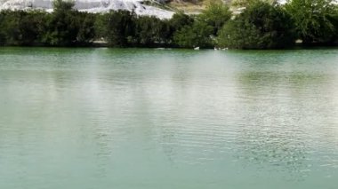 Türkiye 'nin Pamukkale İlçesi' nde Termal Bahar Suyu Yerindeki Greylag Goose 