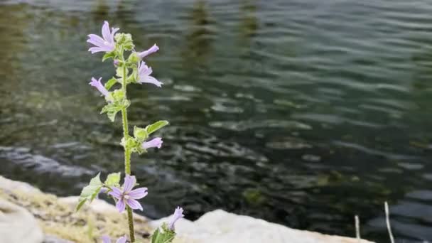 Flor Púrpura Agua Mar — Vídeo de stock