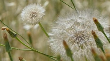 Doğa 'ya Rüzgarda Görünüm Ekle 