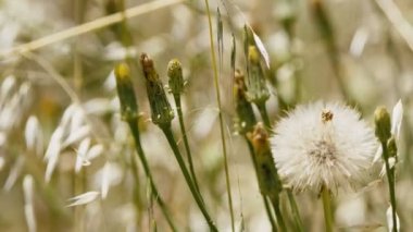 Doğa 'ya Rüzgarda Görünüm Ekle 