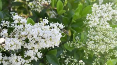 Doğadaki arılar gibi.