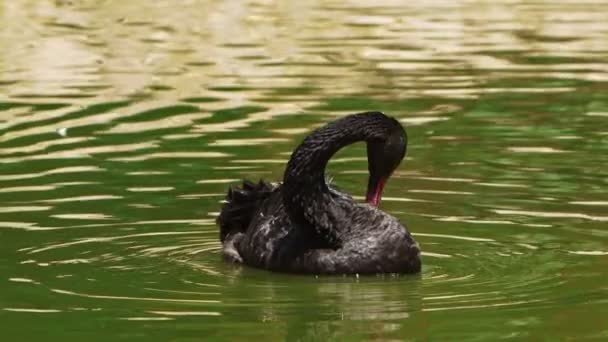 Animal Black Swan Green Lake — Stok Video