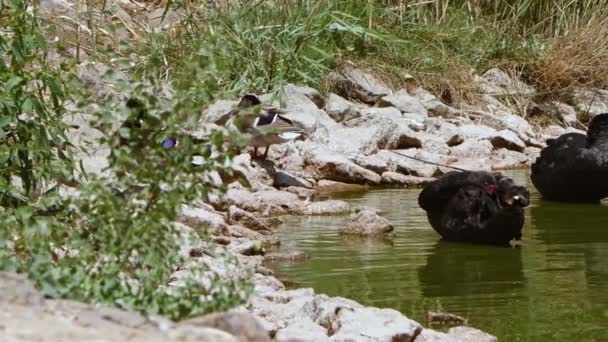 Ζώο Μαύρο Swan Στην Πράσινη Λίμνη — Αρχείο Βίντεο