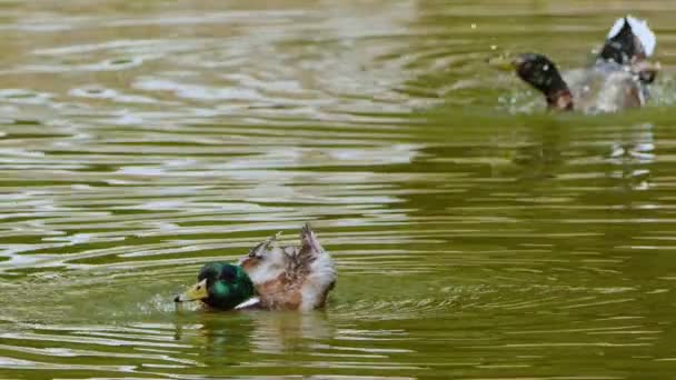 Anatra Lago Verde — Video Stock