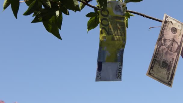 Para Kağıtları Doğadaki Bir Ağaçta — Stok video