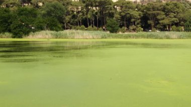 Göldeki Yeşil Algler