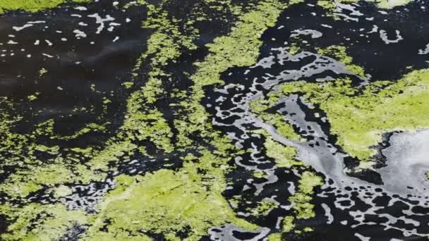 Algues Vertes Sur Eau Lac — Video