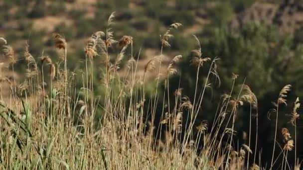Schilf Wind Pflanzen — Stockvideo