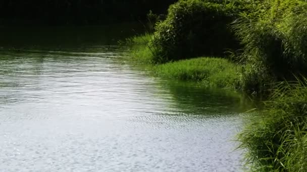 Lake Water Nature — Stock Video