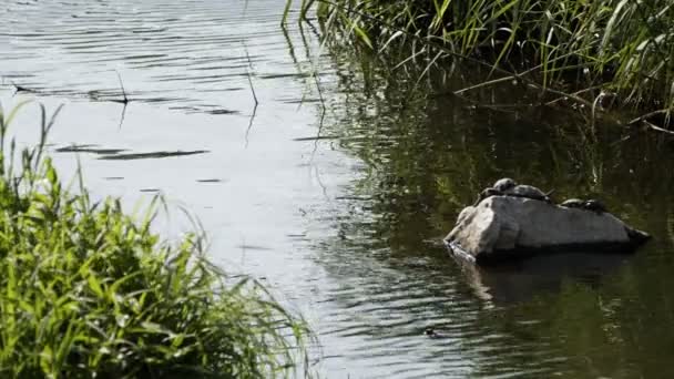 Het Meer Water Natuur — Stockvideo