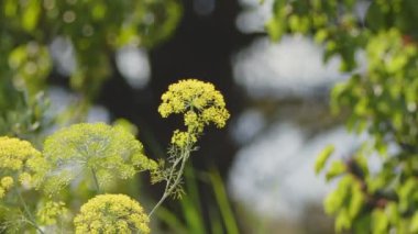 Doğada Rüzgarda Sarı Dill Çiçeği 