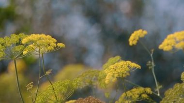 Doğada Rüzgarda Sarı Dill Çiçeği 