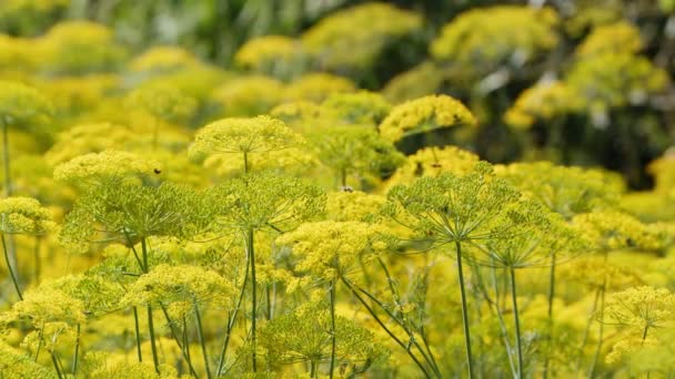 Gele Dill Bloem Wind Natuur — Stockvideo