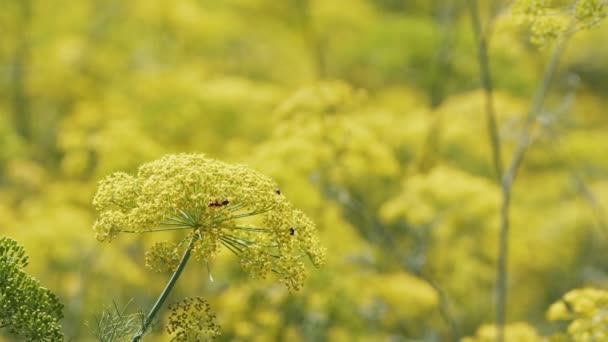 Yellow Dill Flower Wind Nature — Stock Video