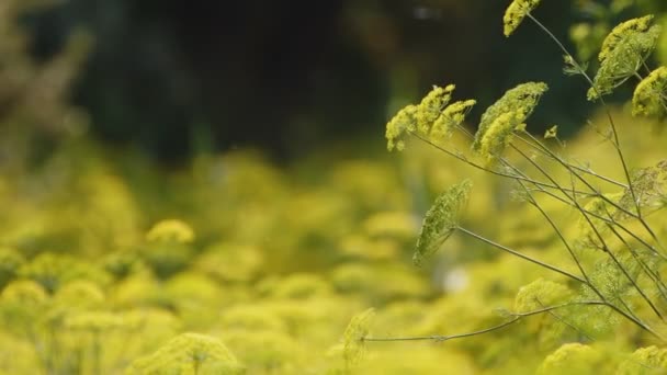 Żółty Koperek Kwiat Wietrze Przyrodzie — Wideo stockowe