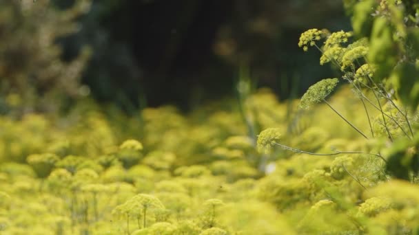 Sárga Kapor Virág Szélben Természetben — Stock videók