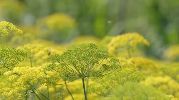 Κίτρινος Άνηθος Λουλούδι Στον Άνεμο Στη Φύση — Αρχείο Βίντεο