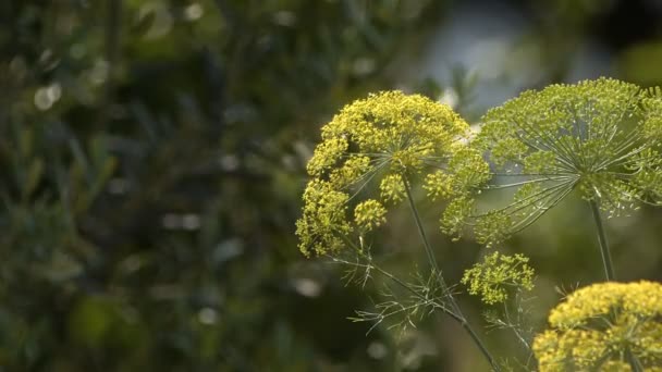 Κίτρινος Άνηθος Λουλούδι Στον Άνεμο Στη Φύση — Αρχείο Βίντεο