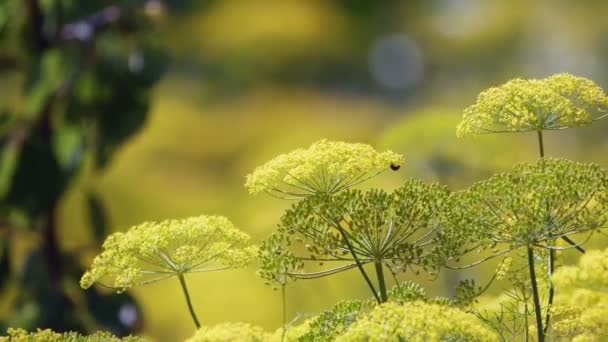 Žlutý Kopr Květ Větru Přírodě — Stock video