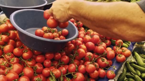 Saftige Bio Tomaten Und Gesunde Tomaten Auf Dem Markt — Stockvideo