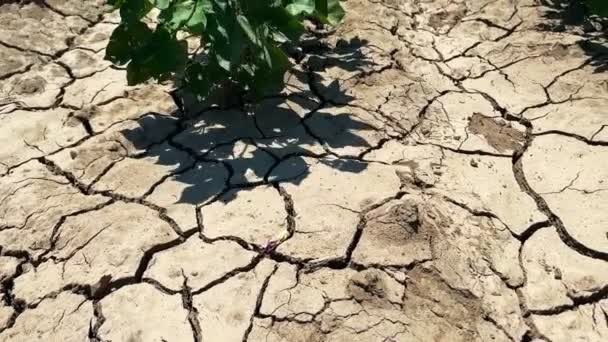 Pamuk Tarlası Çatlamış Toprak — Stok video