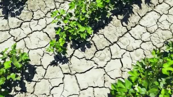 Cotton Plant Field Dry Cracked Soil — Stock video