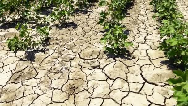 Campo Planta Algodón Suelo Seco Agrietado — Vídeos de Stock