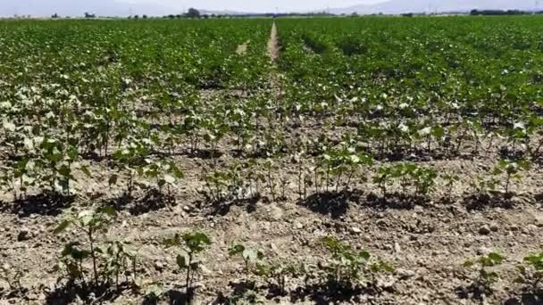 Cotton Plant Field Dry Cracked Soil — Vídeo de Stock