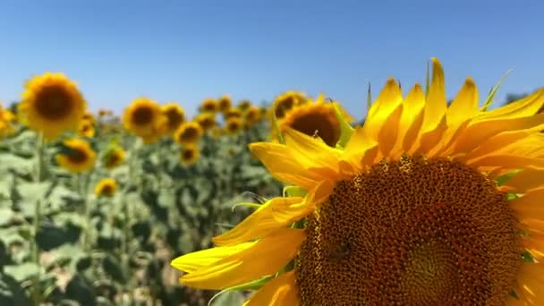 Beautiful Natural Plant Sunflower Sunflower Field Sunny Day — Vídeo de Stock