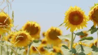 Beautiful Natural Plant Sunflower in Sunflower Field in Sunny Day