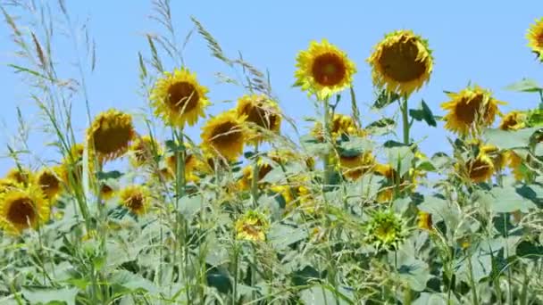 Соняшник Сонечку Сонячному Дні — стокове відео