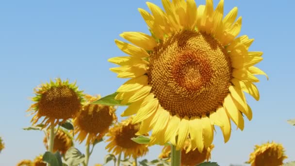 Schöne Natürliche Pflanze Sonnenblume Sonnenblumenfeld Sonnigem Tag — Stockvideo