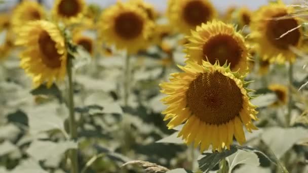 Beautiful Natural Plant Sunflower Sunflower Field Sunny Day — Vídeo de Stock