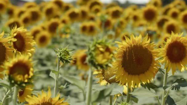 Beautiful Natural Plant Sunflower Sunflower Field Sunny Day — Vídeos de Stock