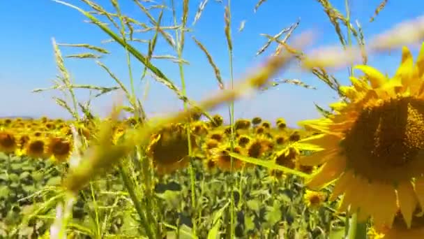 Beautiful Natural Plant Sunflower Sunflower Field Sunny Day — Stockvideo