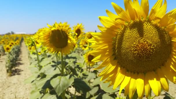 Beautiful Natural Plant Sunflower Sunflower Field Sunny Day — Stockvideo