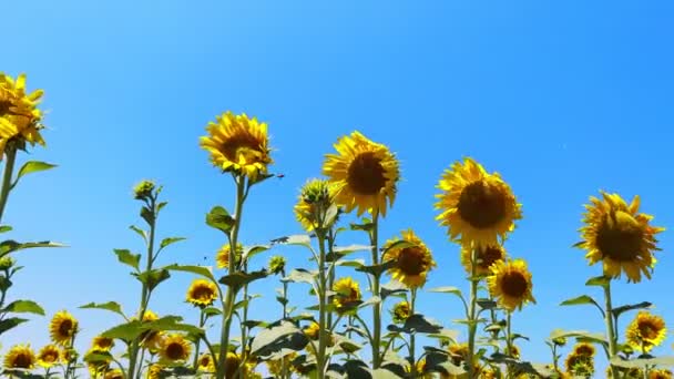 Όμορφο Φυσικό Φυτό Ηλίανθος Στο Πεδίο Sunflower Sunny Day — Αρχείο Βίντεο