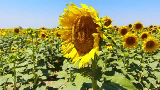 Beautiful Natural Plant Sunflower Sunflower Field Sunny Day — Vídeo de Stock