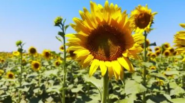 Güneşli bir günde Ayçiçeği tarlasında Güzel Doğal Çiçek Ayçiçeği