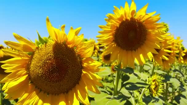 Bella Pianta Naturale Girasole Nel Campo Girasole Nel Giorno Soleggiato — Video Stock