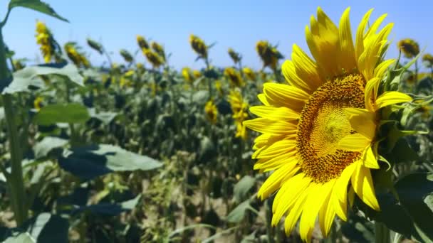 Beautiful Natural Plant Sunflower Sunflower Field Sunny Day — Video Stock