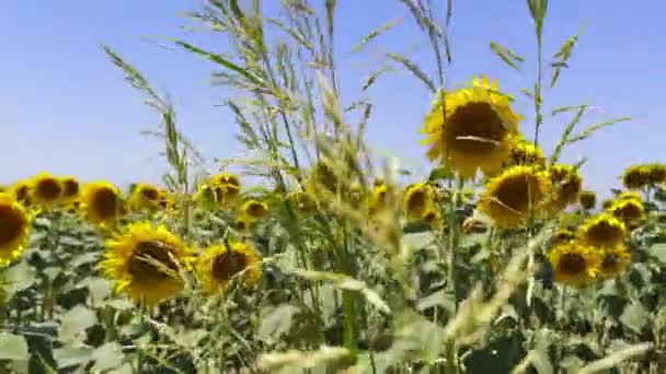 Beautiful Natural Plant Sunflower Sunflower Field Sunny Day — Stockvideo