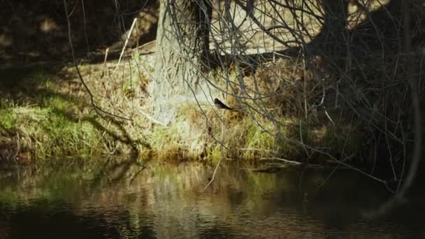 Sparrow Tree River — Stockvideo