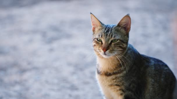 Sweet Mammal Pet Cat — Vídeo de Stock