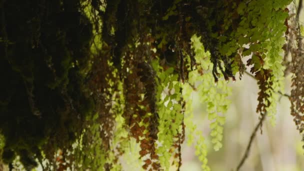 Waterdrops Mossy Cave — Stock Video