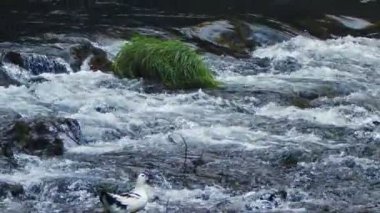 Vahşi Doğada Şelale Görünümü