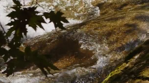 Widok Wodospadu Dzikiej Przyrody — Wideo stockowe